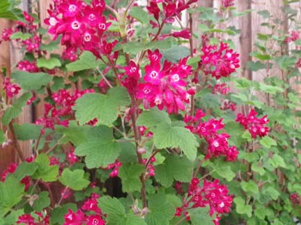 currentbush